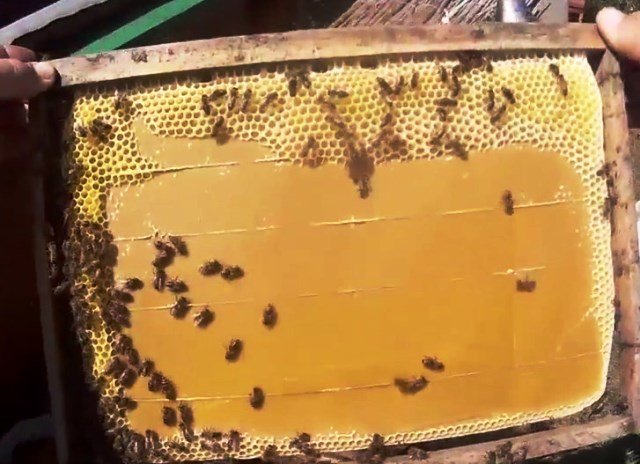 Пчелы тянут. Хлебина вощина. Рамка с вощиной для пчел. Много разовая Вашина для пчел. Рамки и вощина пчеловода.