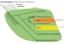  Ближайшие родственники медоносных пчел. - sb.png