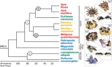  Ближайшие родственники медоносных пчел. - 1668-01.filogeneticheskoe-drevo-pchjol.png