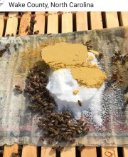  Скорая помощь: Сухая подкормка пчёл. - IMG_20190113_175100.jpg