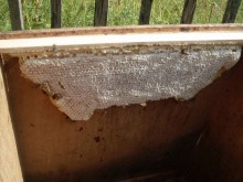  Линеечный улей. - SDC11354_thumb.jpg